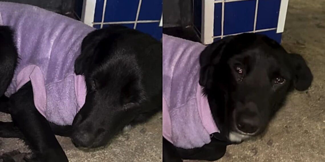 Cão traumatizado por abandono encontra esperança graças à mobilização de voluntários