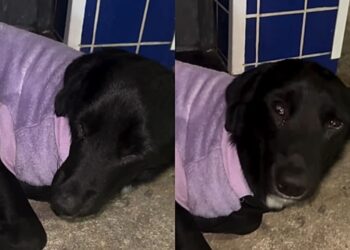 Cão traumatizado por abandono encontra esperança graças à mobilização de voluntários