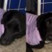 Cão traumatizado por abandono encontra esperança graças à mobilização de voluntários