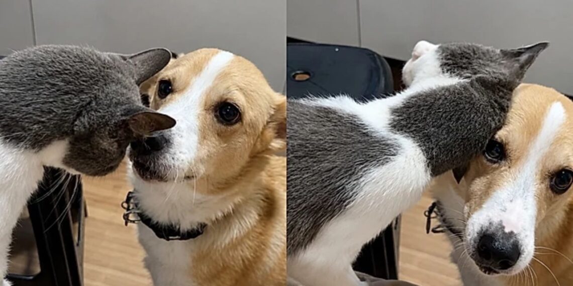 Gatinho de rua conquista cão da casa e transforma lar temporário em definitivo