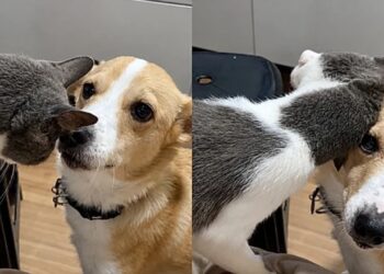 Gatinho de rua conquista cão da casa e transforma lar temporário em definitivo