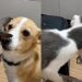 Gatinho de rua conquista cão da casa e transforma lar temporário em definitivo