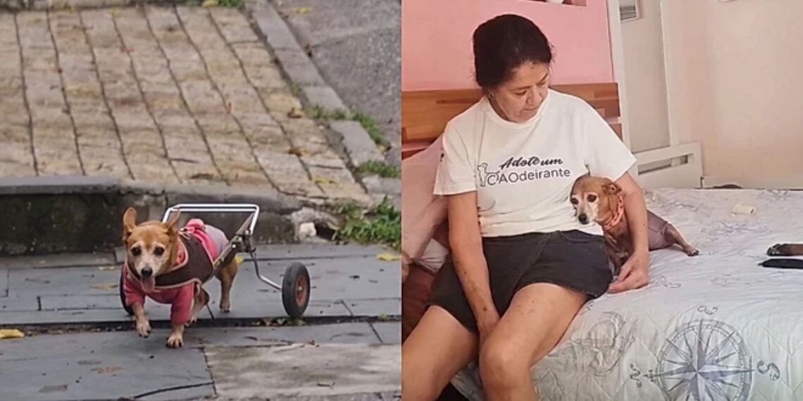 Cachorrinha sem movimento nas patinhas ganha nova chance e emociona família com gratidão diária
