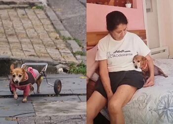 Cachorrinha sem movimento nas patinhas ganha nova chance e emociona família com gratidão diária