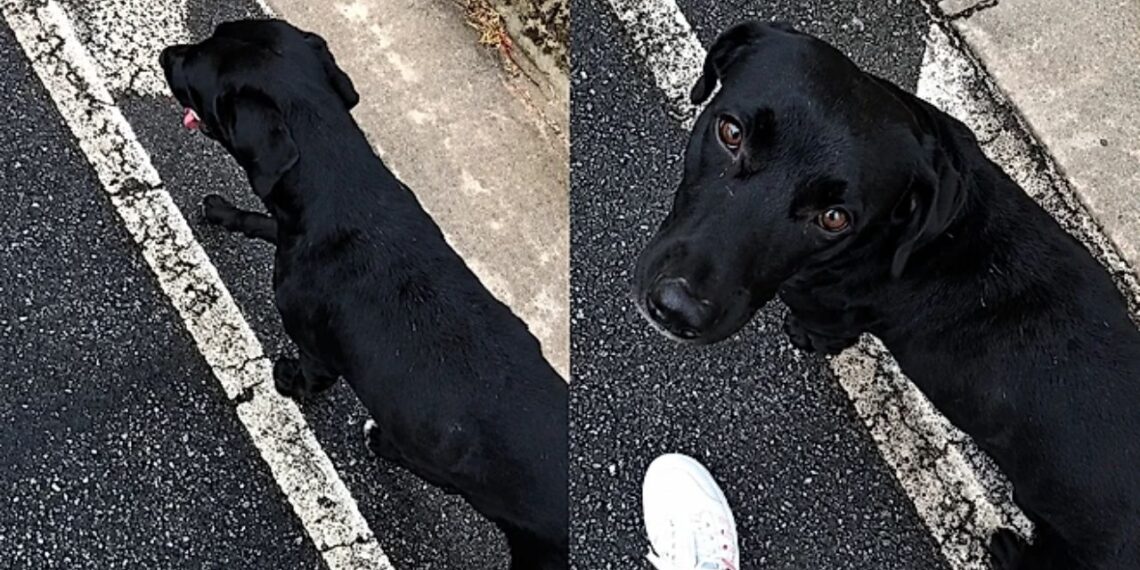 Cão de rua aparece do nada na garagem e muda completamente a rotina de uma família