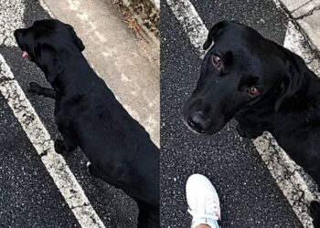 Cão de rua aparece do nada na garagem e muda completamente a rotina de uma família