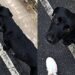 Cão de rua aparece do nada na garagem e muda completamente a rotina de uma família
