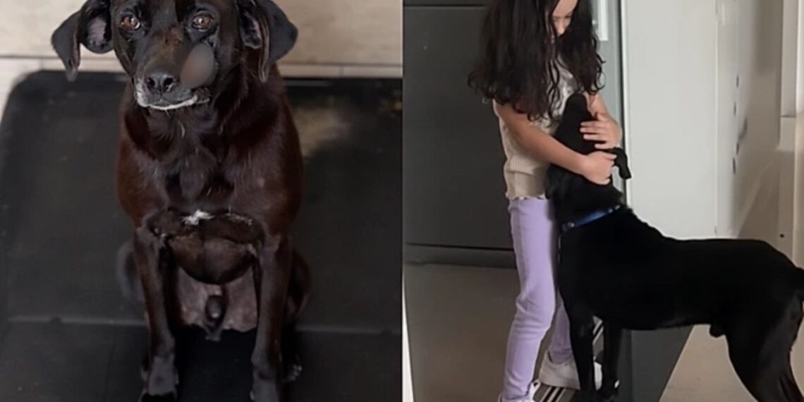 Cão com cicatrizes graves emociona ao provar que aparência não define amor