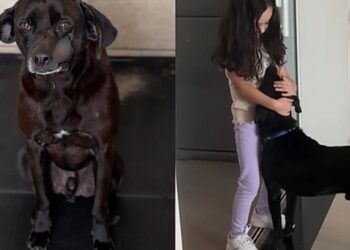Cão com cicatrizes graves emociona ao provar que aparência não define amor