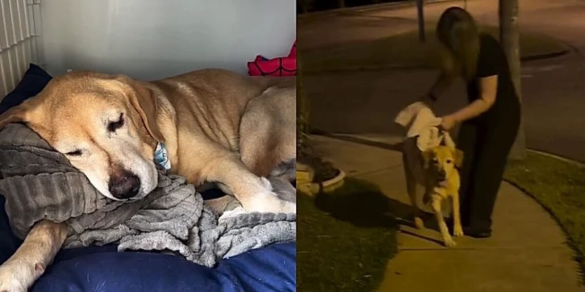 Cão idoso entra em luto após morte do tutor e família busca reanimar sua felicidade