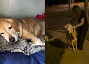 Cão idoso entra em luto após morte do tutor e família busca reanimar sua felicidade