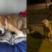 Cão idoso entra em luto após morte do tutor e família busca reanimar sua felicidade