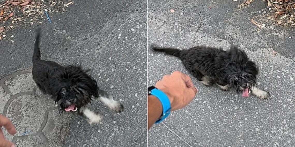 Cachorrinha abandonada acompanha treinador na rua e acaba encontrando um novo lar