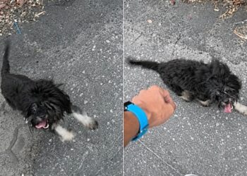 Cachorrinha abandonada acompanha treinador na rua e acaba encontrando um novo lar