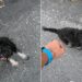 Cachorrinha abandonada acompanha treinador na rua e acaba encontrando um novo lar
