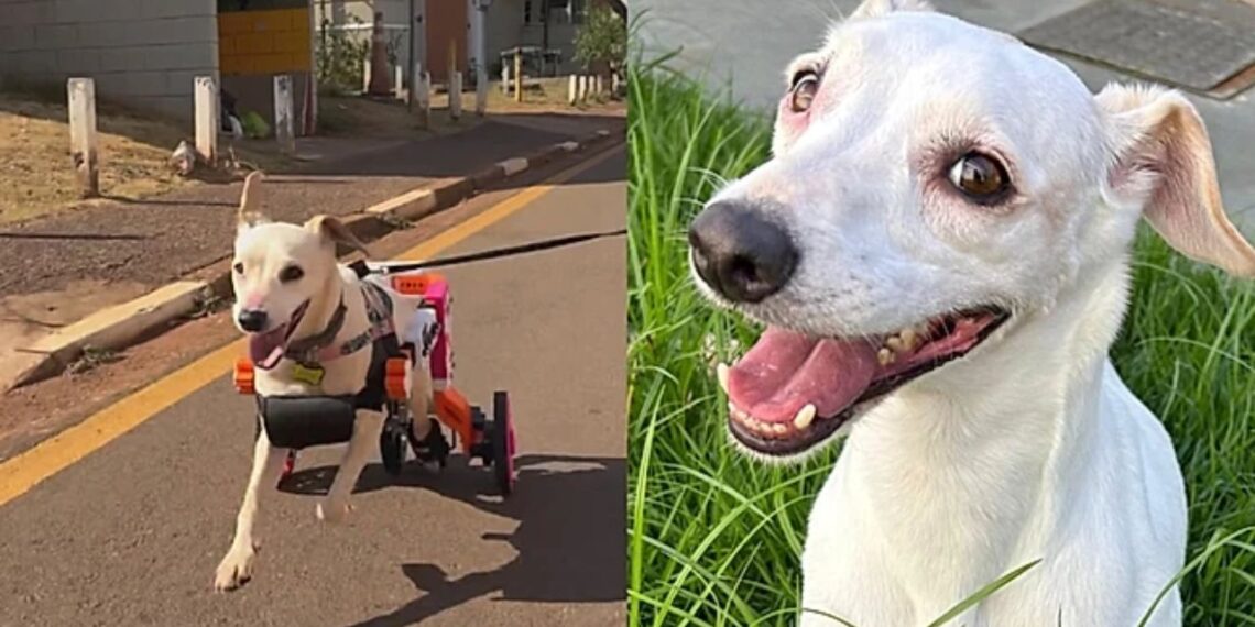 Cadelinha paraplégica recebe cadeira de rodas e emociona ao voltar a correr feliz