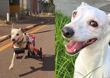 Cadelinha paraplégica recebe cadeira de rodas e emociona ao voltar a correr feliz
