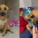 Cachorrinha é deixada em clínica veterinária após decisão de tutores sem condições