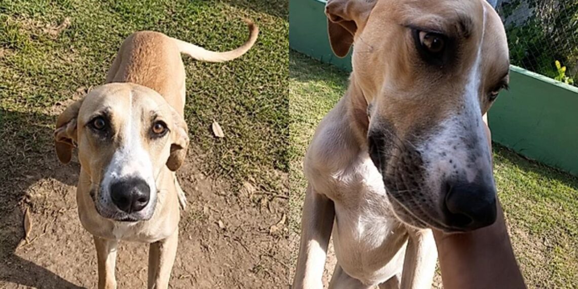 Cão de grande porte é rejeitado diversas vezes e história de Violeta emociona a internet