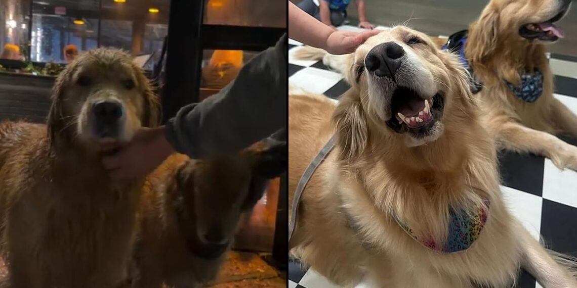 Casal de Golden Retriever foge de casa e são encontrados “jantando” em restaurante