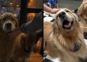Casal de Golden Retriever foge de casa e são encontrados “jantando” em restaurante