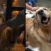Casal de Golden Retriever foge de casa e são encontrados “jantando” em restaurante