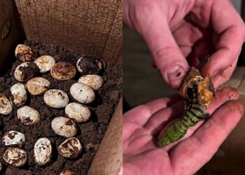 Família encontra 20 ovos misteriosos no quintal e descoberta surpreende especialista