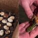 Família encontra 20 ovos misteriosos no quintal e descoberta surpreende especialista