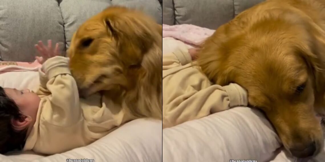 Golden Retriever vira travesseiro de bebê e momento encanta milhões nas redes