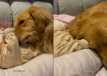 Golden Retriever vira travesseiro de bebê e momento encanta milhões nas redes