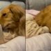 Golden Retriever vira travesseiro de bebê e momento encanta milhões nas redes