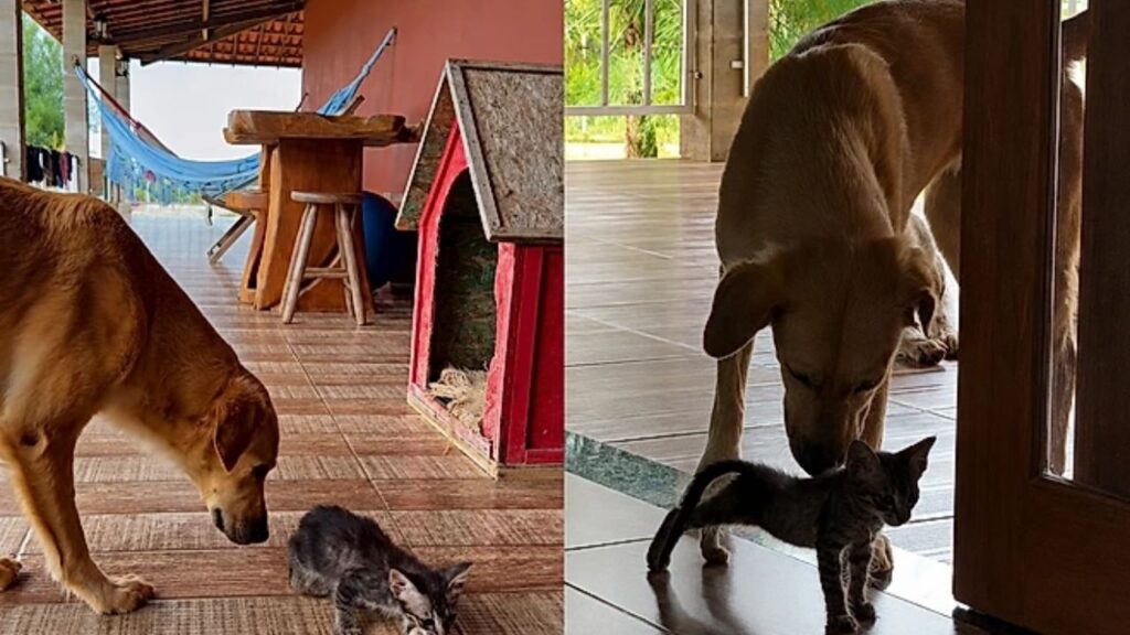 pets-2-1024x576 Cachorrinha adotada surpreende família ao passar a noite protegendo um gatinho abandonado