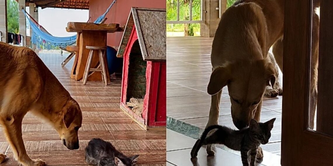 Vira-lata caramelo emociona família ao proteger gatinho abandonado durante toda a madrugada