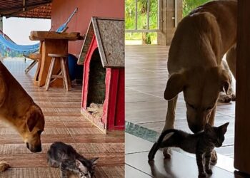 Vira-lata caramelo emociona família ao proteger gatinho abandonado durante toda a madrugada