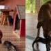Vira-lata caramelo emociona família ao proteger gatinho abandonado durante toda a madrugada
