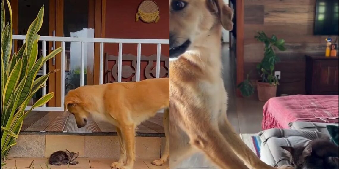Vira-lata caramelo emociona família ao proteger gatinho abandonado durante toda a madrugada