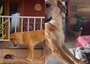 Vira-lata caramelo emociona família ao proteger gatinho abandonado durante toda a madrugada