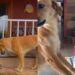 Vira-lata caramelo emociona família ao proteger gatinho abandonado durante toda a madrugada