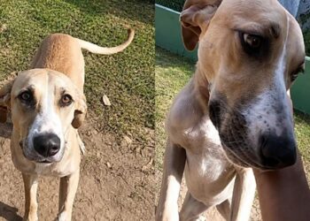 Cão de grande porte é rejeitado diversas vezes e história de Violeta emociona a internet