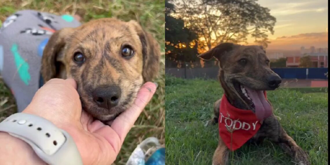 Família adota vira-lata bolo formigueiro e se impressiona com tamanho inesperado do cachorro