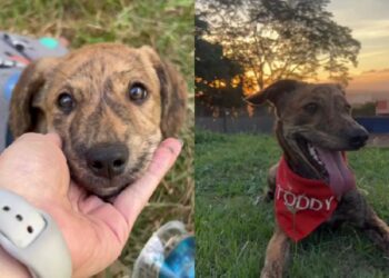 Família adota vira-lata bolo formigueiro e se impressiona com tamanho inesperado do cachorro