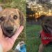 Família adota vira-lata bolo formigueiro e se impressiona com tamanho inesperado do cachorro