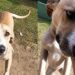 Cão de grande porte é rejeitado diversas vezes e história de Violeta emociona a internet