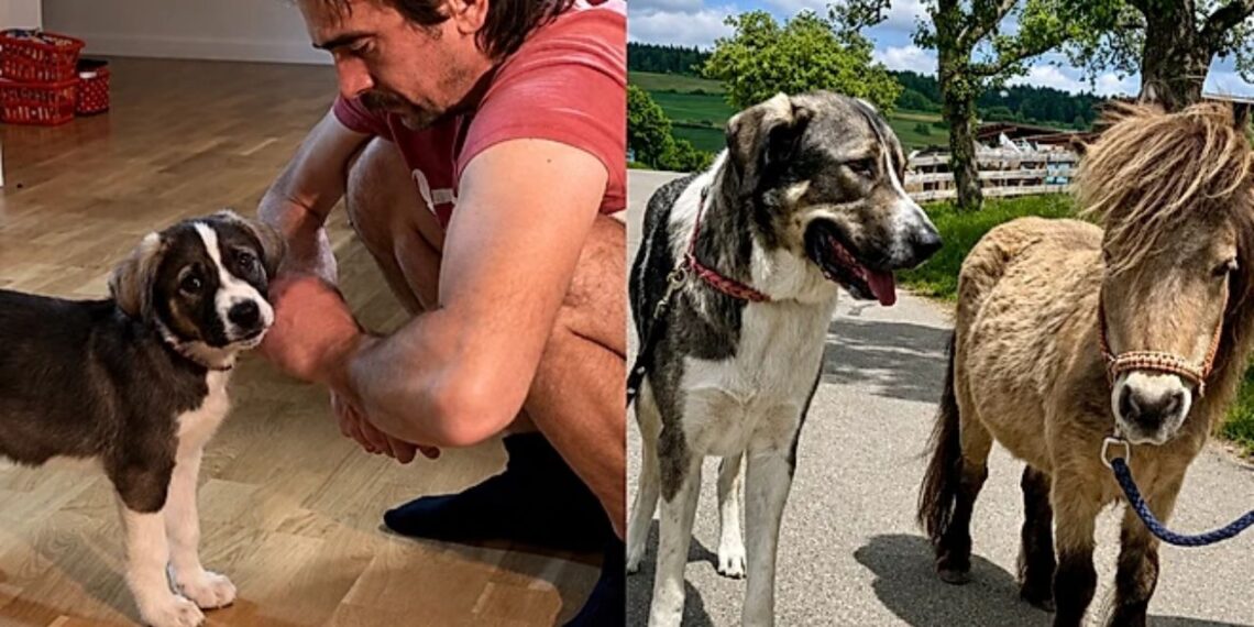 Família adota filhote e se assusta ao ver o cão crescer muito mais do que o previsto