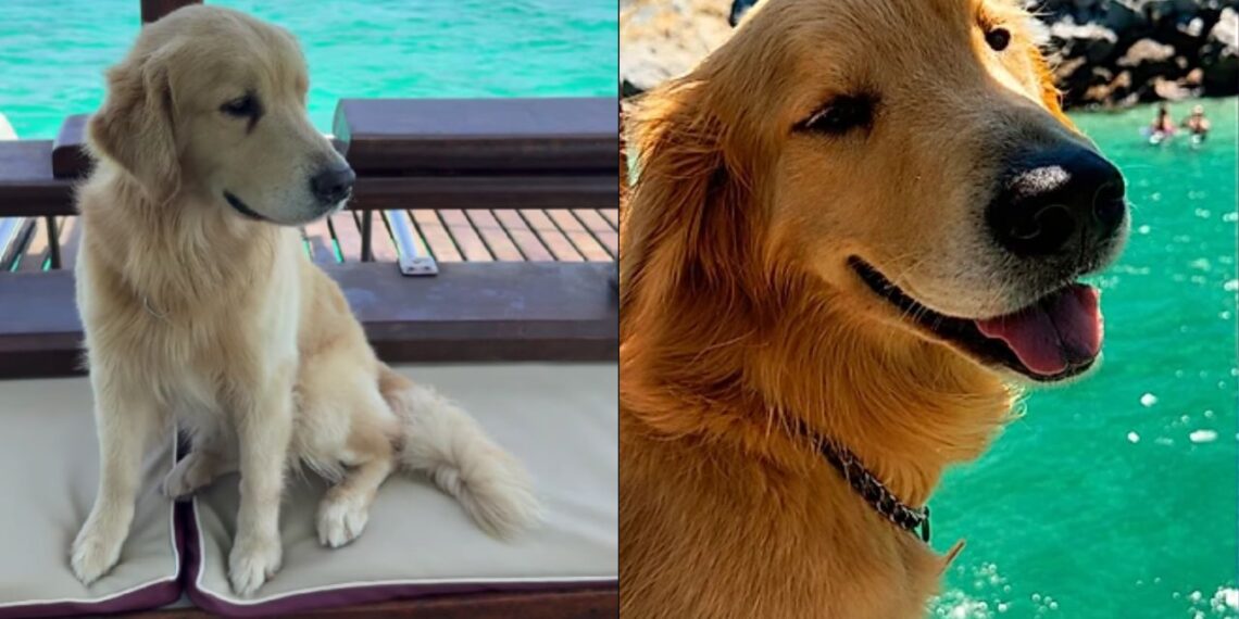 Passageira reclama de cachorro em escuna e web sai em defesa do Golden Retriever tranquilo