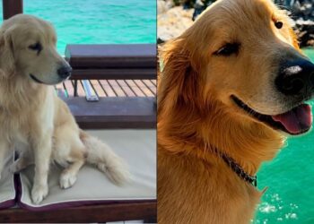Passageira reclama de cachorro em escuna e web sai em defesa do Golden Retriever tranquilo
