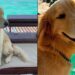 Passageira reclama de cachorro em escuna e web sai em defesa do Golden Retriever tranquilo