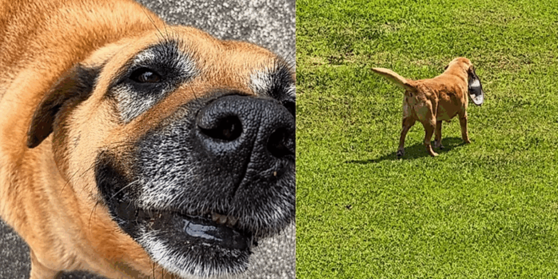 O cachorro que conquistou milhões ao levar sua tigela para repetir o jantar