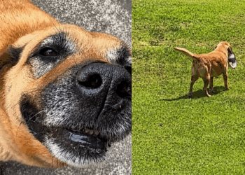 O cachorro que conquistou milhões ao levar sua tigela para repetir o jantar