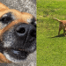 O cachorro que conquistou milhões ao levar sua tigela para repetir o jantar
